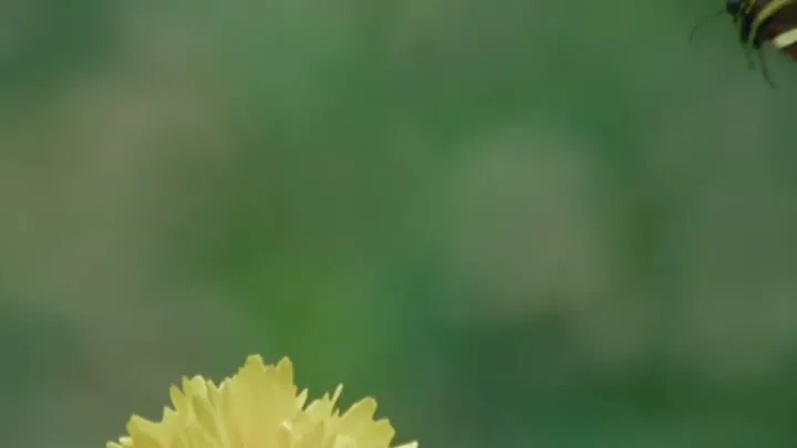 Hoe zou Nature's Intelligence dit oplossen?